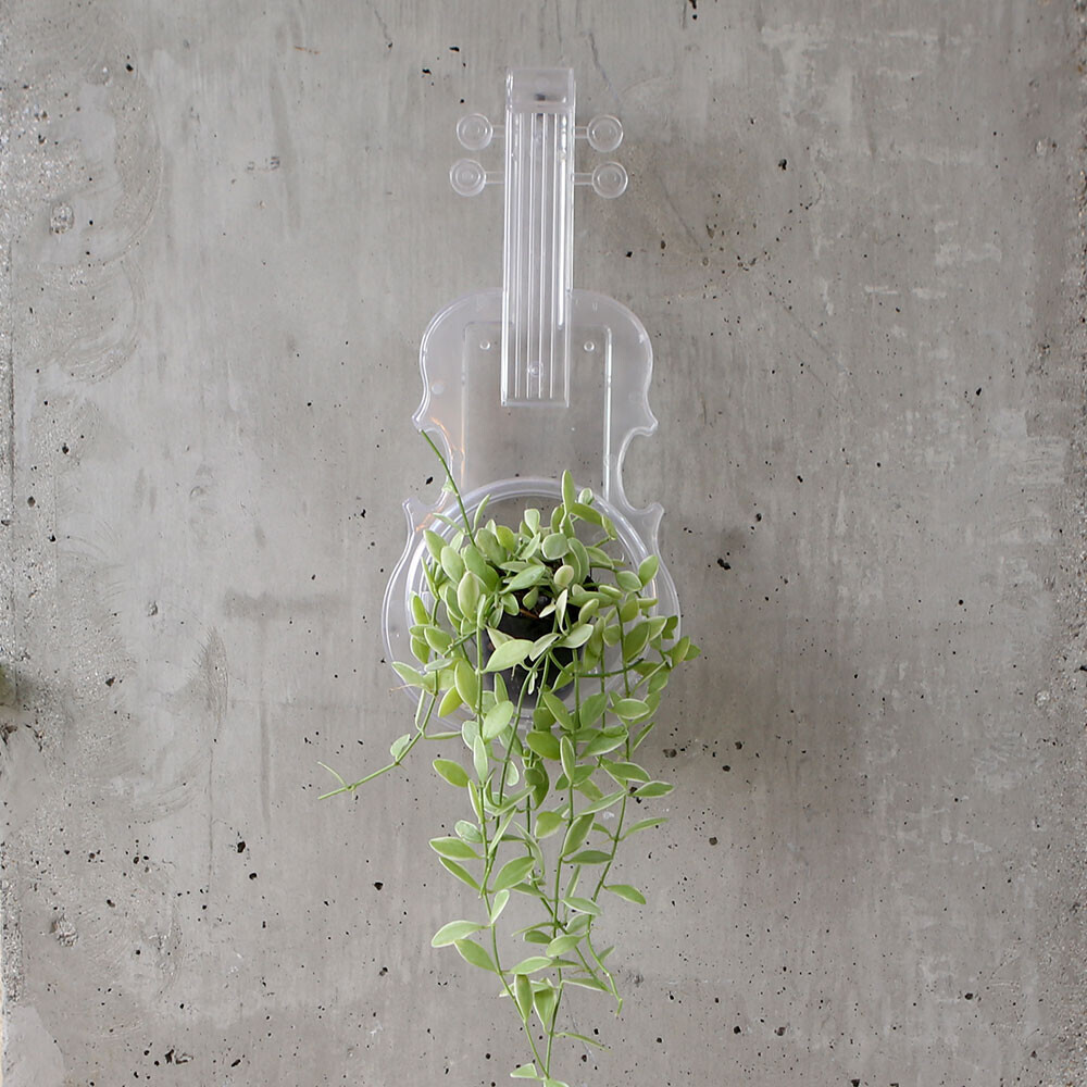 싱그러운 집,어스로 투명 바이올린 포트 오브제 디시디아 공기정화식물 인테리어 공중식물 에어플랜트