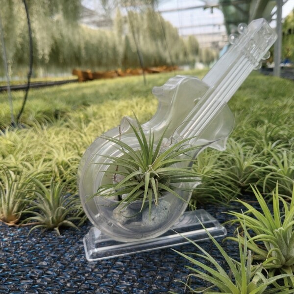 싱그러운 집,어스로 투명 바이올린 포트 오브제 디시디아 공기정화식물 인테리어 공중식물 에어플랜트