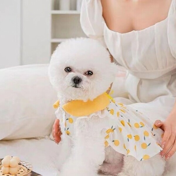 싱그러운 집,PET 강아지 레몬 원피스 카라 스커트 여름 옷