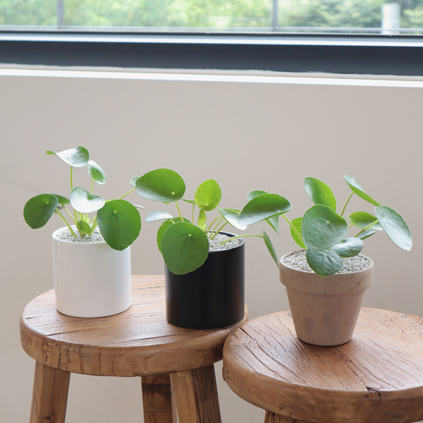 싱그러운 집,필레아 페페 집에서 키우기 쉬운 그늘에서 잘 자라는 실내 공기 정화 청정 인테리어 식물