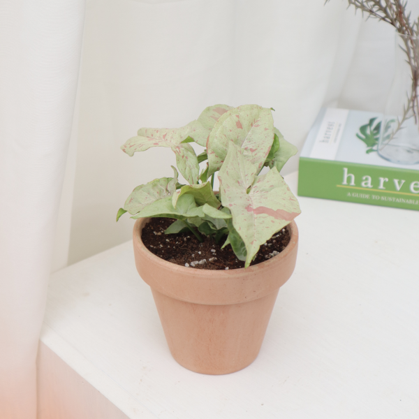 싱그러운 집,싱고니움 밀크컨페티 집에서 키우기 좋은 쉬운 희귀 공기정화 식물