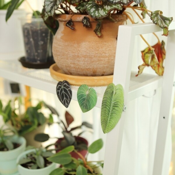싱그러운 집,[더베르데가든] 식물 냉장고자석 희귀식물 마그넷 고급 네오디뮴 자석