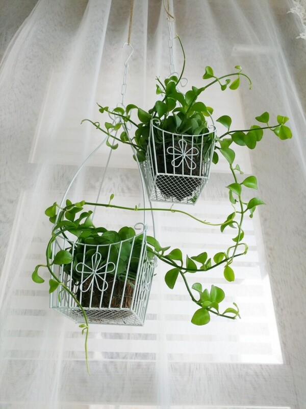 싱그러운 집,[따랑]실내공기정화식물 디시디아 행잉플랜트 철제바구니2종세트
