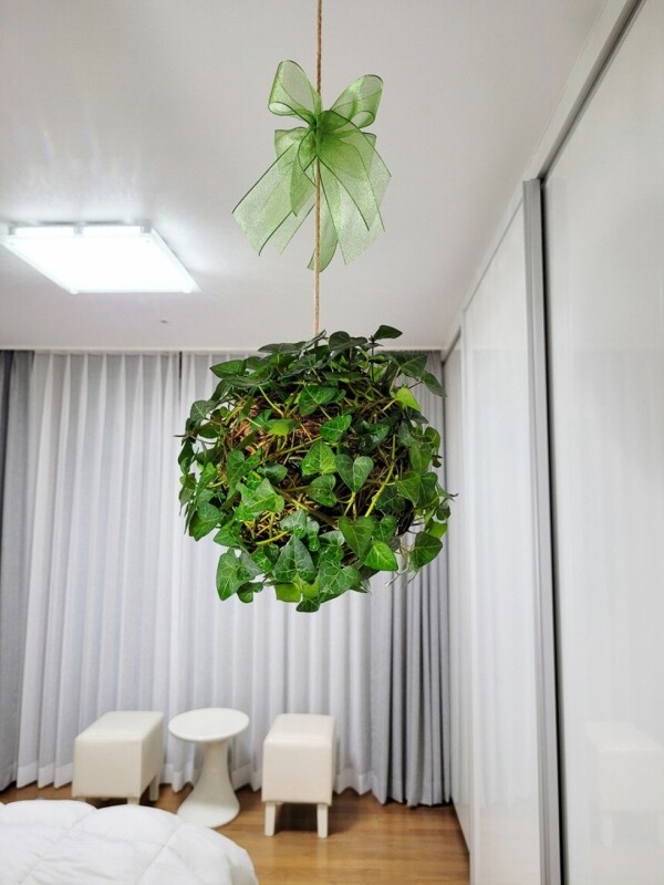 싱그러운 집,[따랑]행잉플랜트 실내공기정화식물 아이비 초록지구