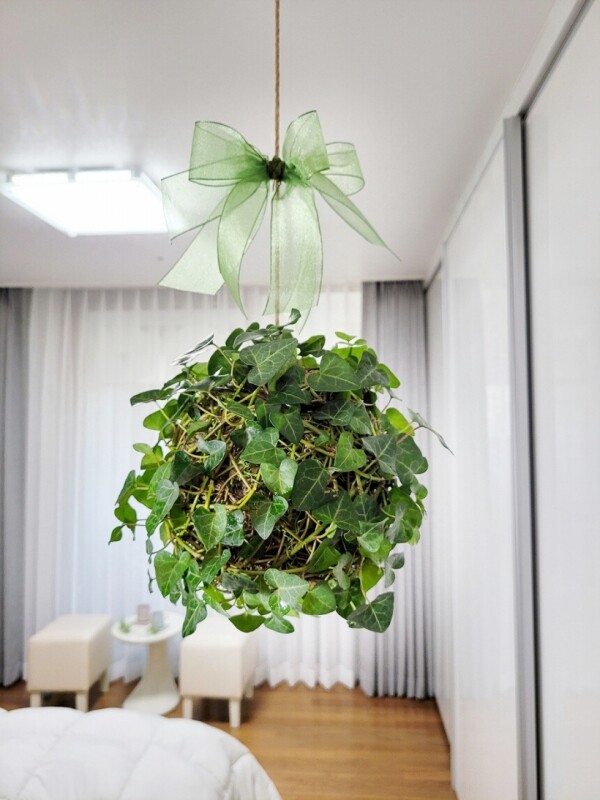 싱그러운 집,[따랑]행잉플랜트 실내공기정화식물 아이비 초록지구