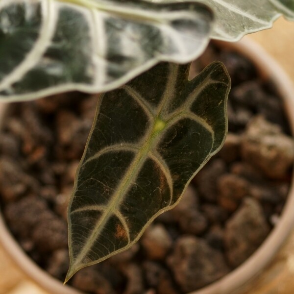 싱그러운 집,[써니사이드플랜트]매력적인 잎의 거북알로카시아
