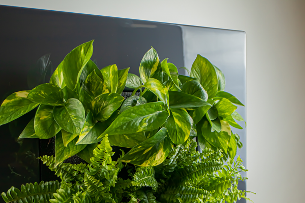 싱그러운 집,스킨답서스 보스턴고사리 식물 액자용 공기정화 식물 패키지