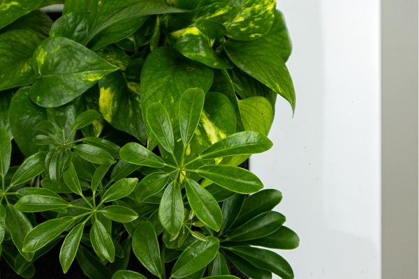 싱그러운 집,홍콩야자 스킨답서스 식물 액자용 공기정화 식물 패키지