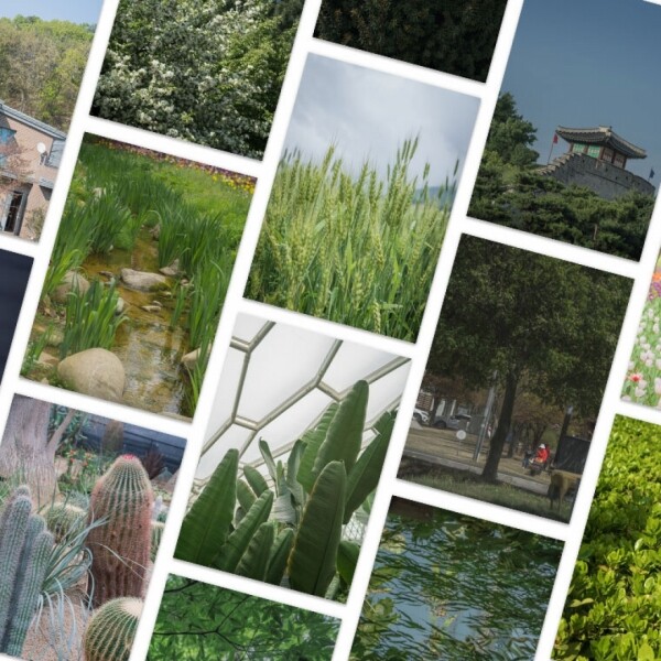 싱그러운 집,[픽쳐링] Planterrior Postcard 플랜테리어식물 숲 사진인테리어 엽서