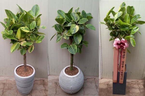 싱그러운 집,뱅갈고무나무 대형화분(1.4m) (공기정화식물)