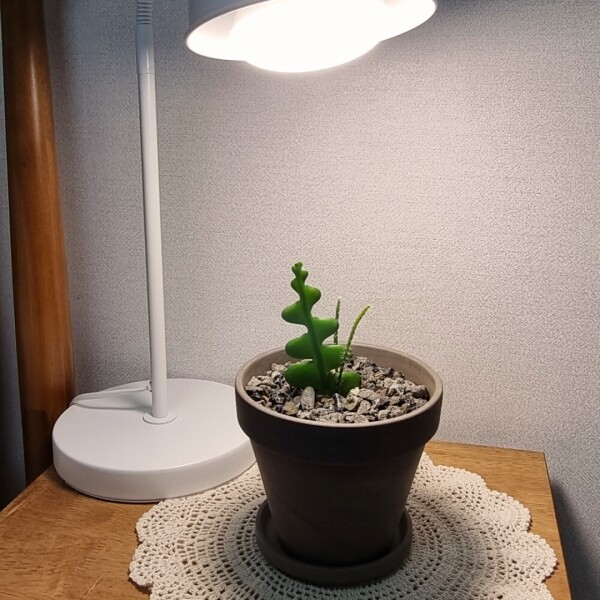싱그러운 집,파인라이트 슈퍼팜 플러스 삼성LM301H EVO LED식물등 생장 성장 램프 초경량 전구