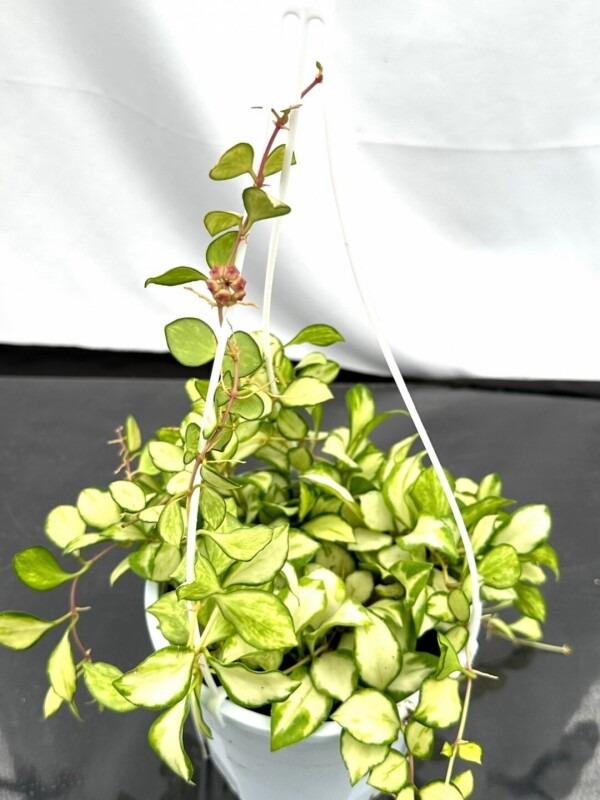 싱그러운 집,(중품) 호야 휴스켈리아나 바리에가타 수입희귀식물 덩쿨식물 실내인테리어식물