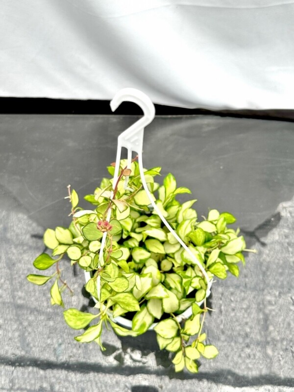 싱그러운 집,(중품) 호야 휴스켈리아나 바리에가타 수입희귀식물 덩쿨식물 실내인테리어식물