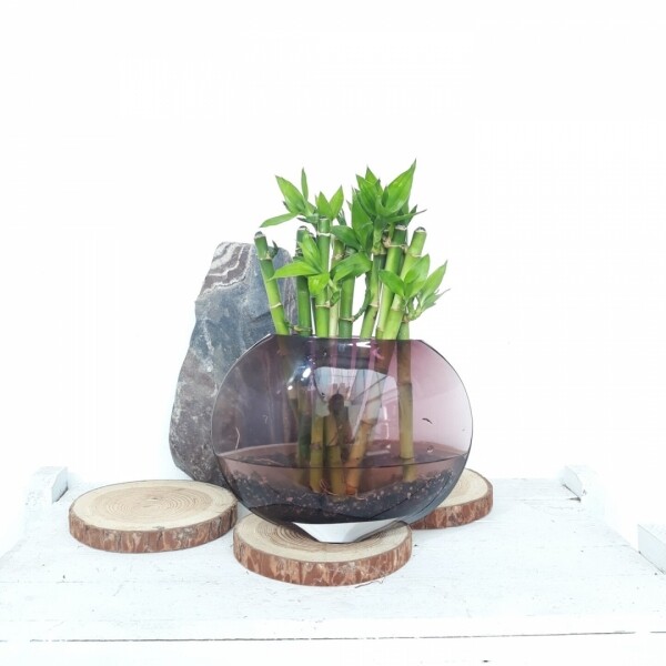 싱그러운 집,[쟈스민 식물]개운죽 수경재배