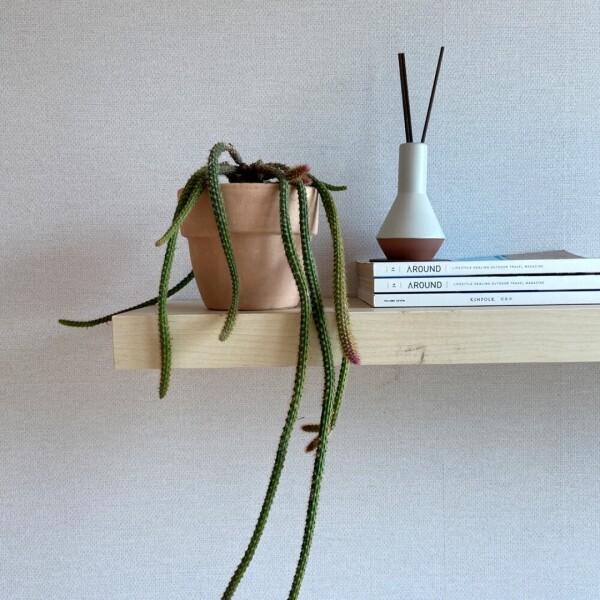 싱그러운 집,쥐꼬리 선인장 행잉플랜트 늘어지는식물 - 이태리토분 세트(디그리아 팔라디오)