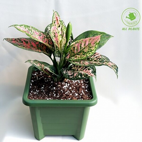 싱그러운 집,[올플랜츠] 아글라오네마 엔젤 컬러무늬잎 실내공기정화식물