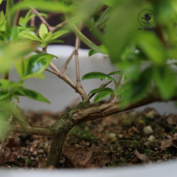 싱그러운 집,[올플랜츠] 무늬꽃댕강 꽃나무 꽃식물