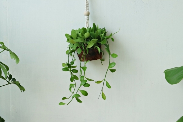 싱그러운 집,[flowerleene] 관리쉬운 실내공기정화식물 틸란드시아 마크라메 가랜드 행잉플랜트