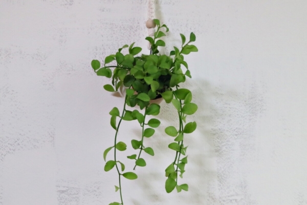 싱그러운 집,[flowerleene] 관리쉬운 실내공기정화식물 틸란드시아 마크라메 가랜드 행잉플랜트