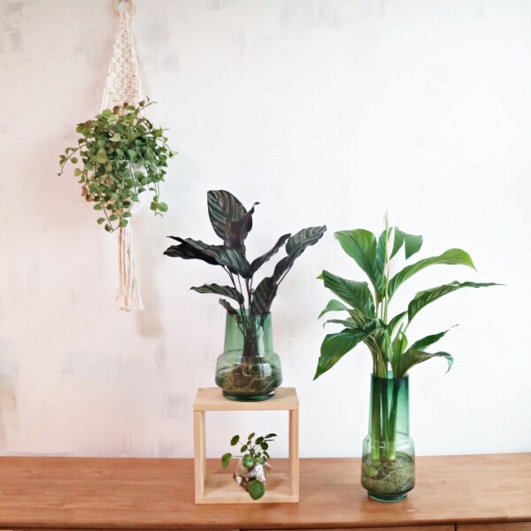 싱그러운 집,실내 공기정화 수경재배식물 칼라데아 오나타, 스파티필름 모던화병세트 (식물+화병)