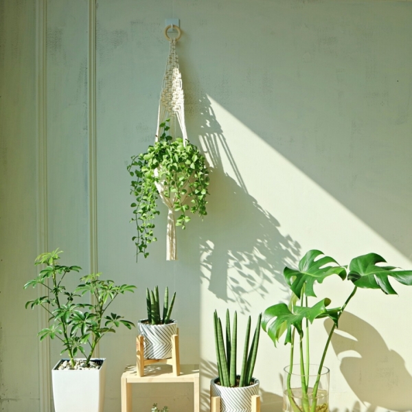 싱그러운 집,아름다운 공기정화 행잉식물 디시디아 애플리프 마크라메 풀세트 (식물+화분+화분걸이)