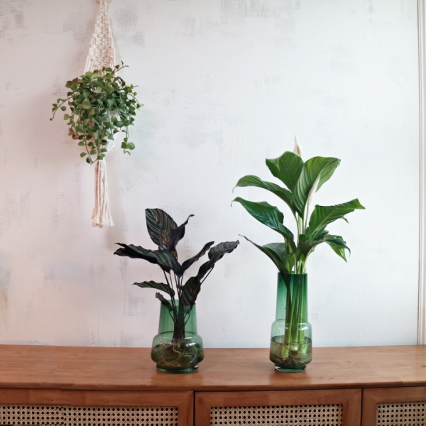 싱그러운 집,실내 공기정화 수경재배식물 칼라데아 오나타, 스파티필름 모던화병세트 (식물+화병)