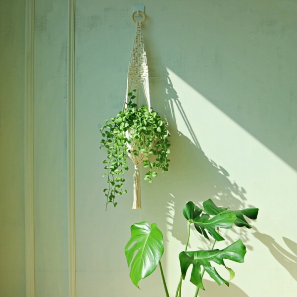 싱그러운 집,아름다운 공기정화 행잉식물 디시디아 애플리프 마크라메 풀세트 (식물+화분+화분걸이)